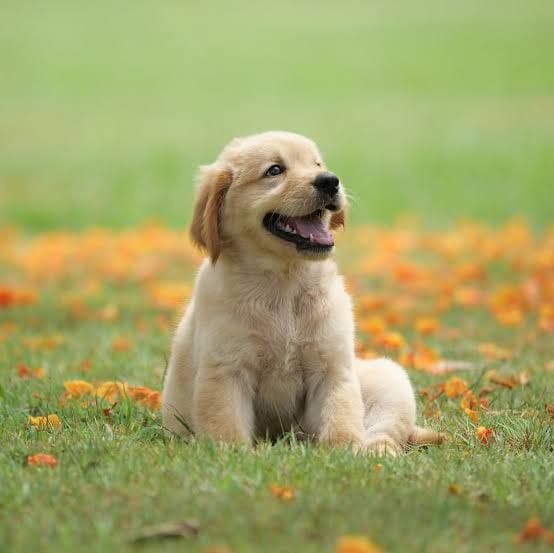 Rex - Cachorro disponível para adoção