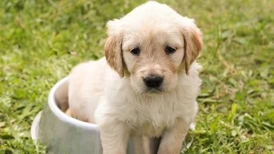 Molly - Cachorrinha disponível para adoção