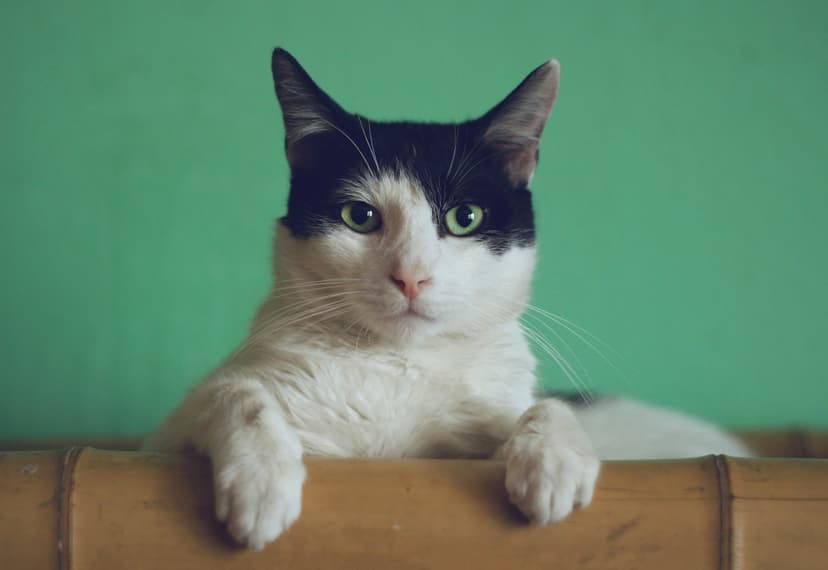 Thor - Gato disponível para adoção
