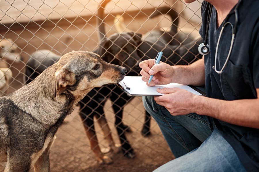 Pet Rescue - Seu aplicativo de adoção de pets