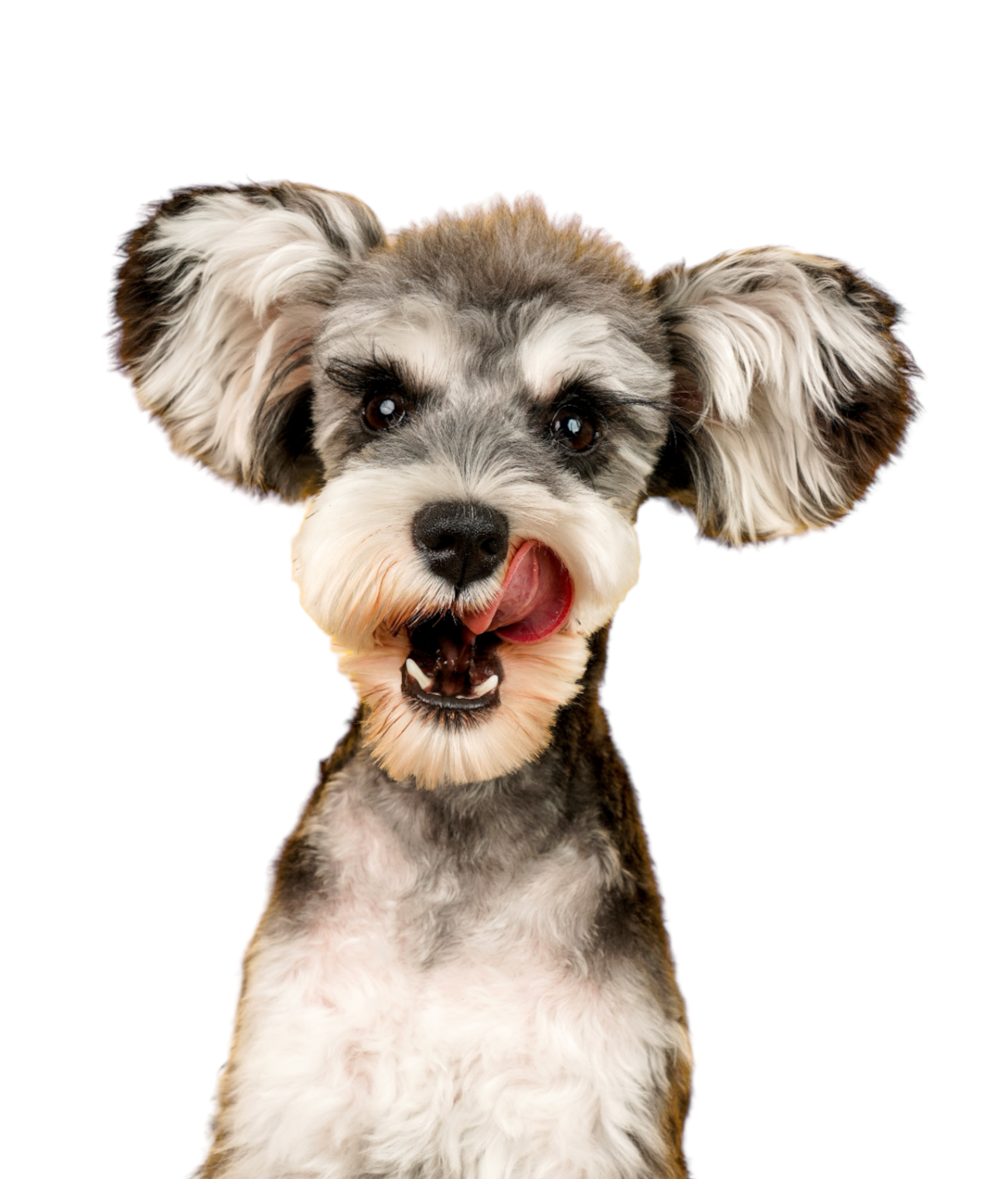 Dog illustration